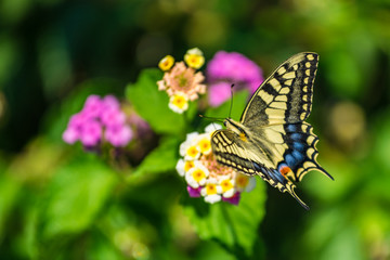 Swallowtail butterfly on a flower with green background