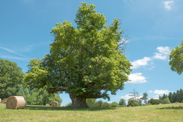 Châtaignier de 400 ans Ariège