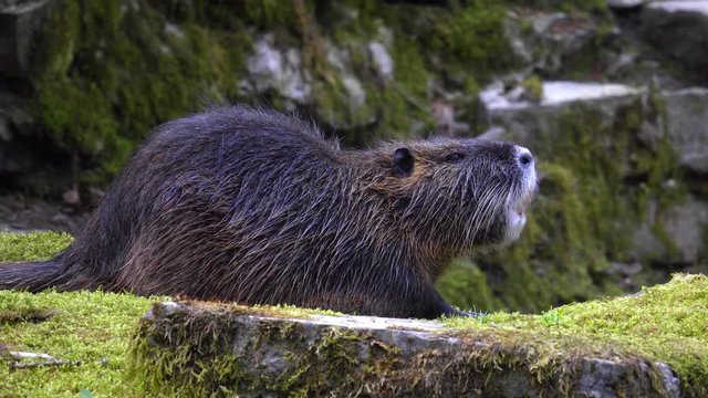 nutria join the day