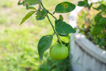 Green lime tree and lime