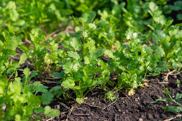 coriander on the ground