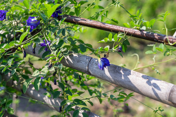 Pea Flower on the wooden