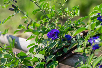 Pea Flower on the wooden