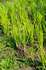 little green onion tree on the ground