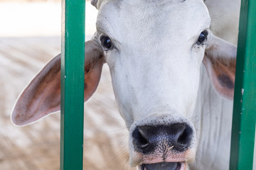 Face of cow in the farm