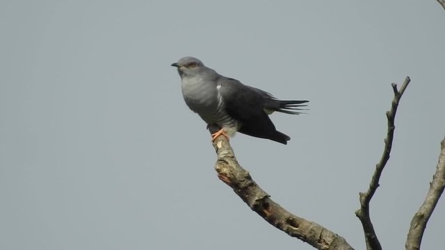 Kuckuck&nbsp;,Cuculus ,canorus,kuckucksv&ouml;gel,v&ouml;gel,cuculidae,brutparasitismus,ruf,brutpflege,keine,singv&ouml;gel,schiefergrau,b&auml;nderung,reviergesang,schmetterlingsraupen,fr&uuml;hlingsbote,territorial,wirtsv&ouml;gel,an