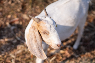 Goat in farm are wlking in the yard