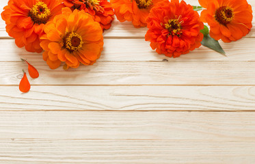 zinnia on wooden background