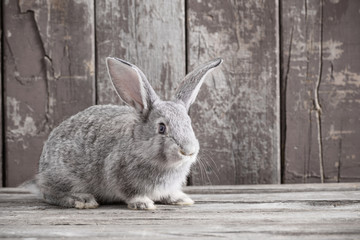 rabbit on old wooden background