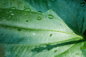 tropical leaf texture nature green background.