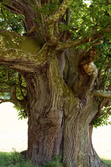 Châtaignier de 400 ans Ariège