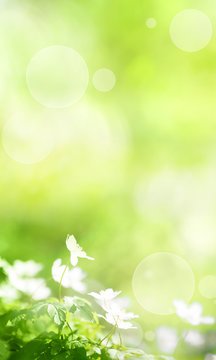 Sunny green spring background