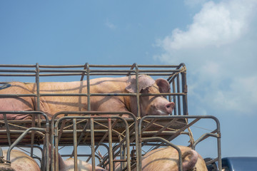 Pigs transport on the truck with blue sky background