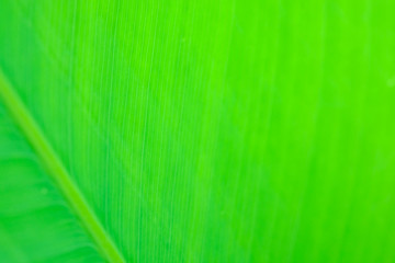 tropical leaf texture nature green background.