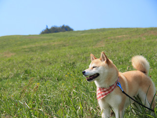 草原の柴犬