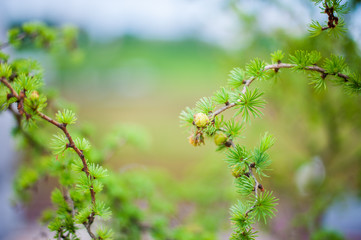 fruits are blooming