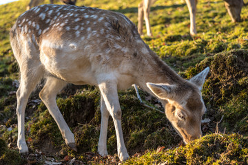 Fawn eating