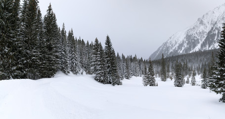 Fototapeta na wymiar Forest in mountains, winter landscape