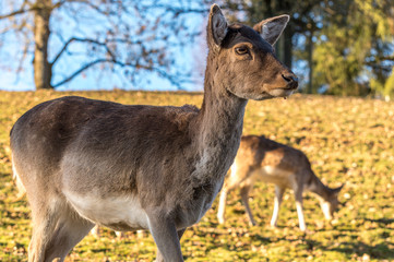 Fawn close up