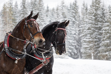 Horse carriage in mountains in winter