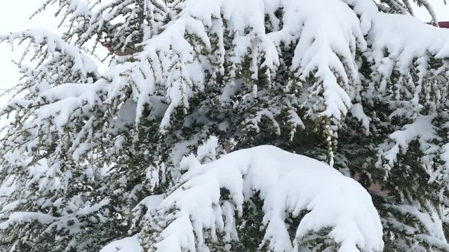  wonderful snow scene, trees and snow landscape paintings,