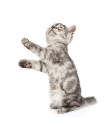 Playful scottish tabby kitten in profile looking up. isolated on white background