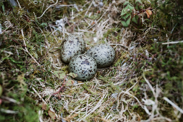 Seagull Eggs Nest