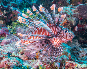 Lionfish in coral reef, Indonesia