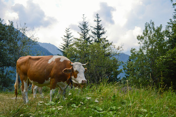 Fototapeta na wymiar brown cow grazing on meadow in front of mountain landscape