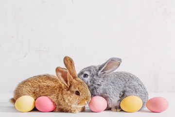 bunnyes with easter eggs on white background