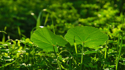 Two big leafs shot from low angle with backlight . Earth / ground level photo. Very beautiful vibrant green colors and light. Very nice bokeh.