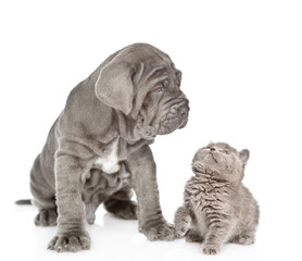 Obraz premium Baby kitten looking at neapolitan mastiff puppy. isolated on white background