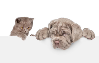 Cat and dog over white banner looking down. isolated on white background