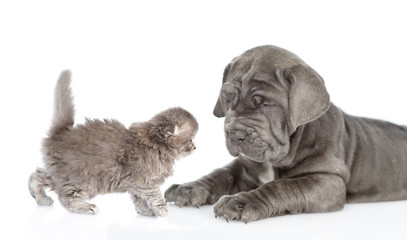 Obraz premium Neapolitana mastino puppy with baby kitten together. isolated on white background