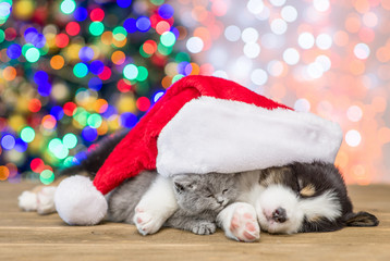 Sleepy australian shepherd puppy hugging kitten in red santa hat