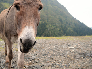 close-up portrait of a funny donkey on the background of a mountain landscape in Romania on a Transfagarasan road