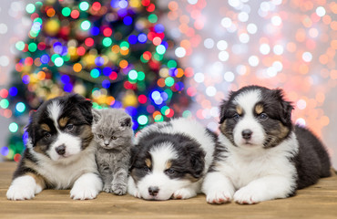 Group puppies and baby kitten looking at camera together with Christmas tree on background