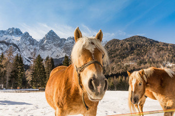Horse in the mountains in winter. Triglav in Julian Alps in winter in the backround.