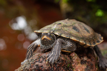 tortoise, turtle on stone portrait