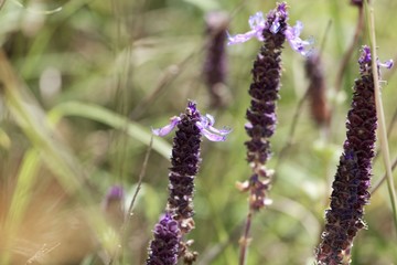 Flowers of a Coleus canina plant (Plectranthus caninus)
