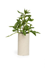 toilet paper roll recycled as a seedling planter.