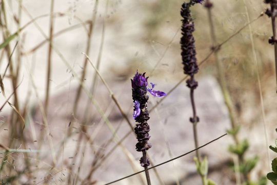 Flowers Of A Coleus Canina Plant (Plectranthus Caninus)