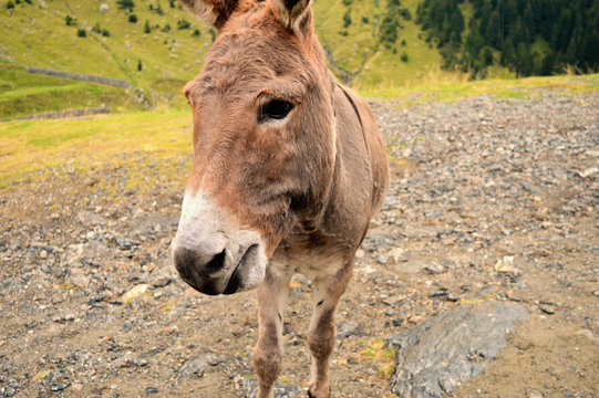 close-up portrait of a joyful smiling donkey, funny beautiful image for animal protection topic