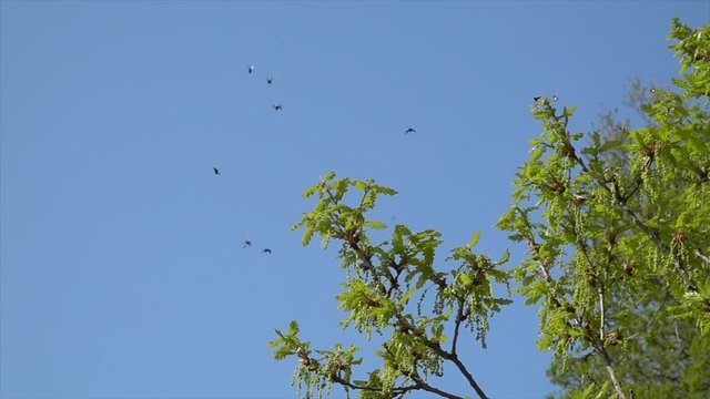 Langhornmotte (Adela reaumurella)