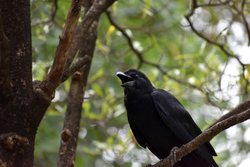 Animal in Garden summer