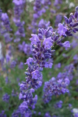 Obraz premium Lavendel