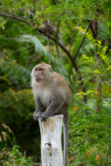 monkey sitting on log