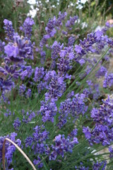 Lavendel