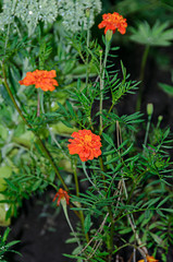 Orange Chrysanthemums flowers, mums or chrysanths, close up