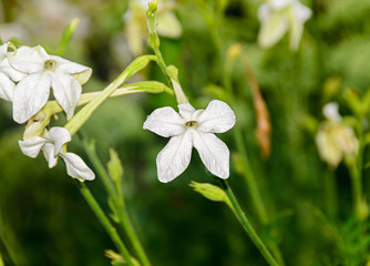 White flower Nicotiana alata (Regina Noptii), green branch, close up